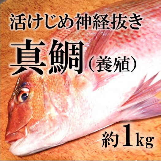 楽天市場 活〆真鯛 愛媛産 養殖 約1 1 5kg 豊洲直送 鮮魚 生 活締め ヨウダイ1 1 5k 冷蔵 Okawari 楽天市場店 楽天市場 活〆真鯛 愛媛産 養殖 約1 1 5kg 豊洲直送 鮮魚 生 活締め ヨウダイ1 1 5k 冷蔵 Okawari 楽天市場店
