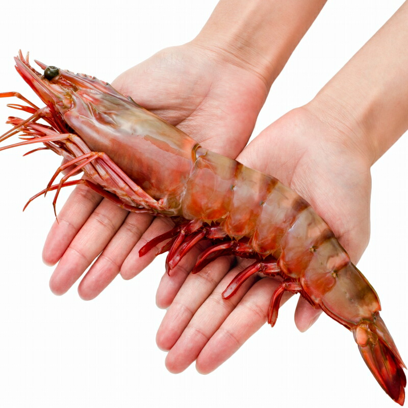 驚きの超特大サイズ 天然のシータイガーは食べ応え抜群 q 天ぷら 築地市場 海老フライなど様々なお料理でお楽しみ下さい 冷凍 魚介類 水産加工品 送料無料 シータイガー 16尾 約30cm 1 5kg 2箱 天然 特大 超特大 エビ えび 海老 加熱用 冷凍 q バーベキュー