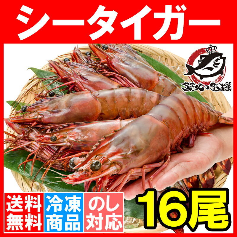 驚きの超特大サイズ 天然のシータイガーは食べ応え抜群 q ギフトrn食品 天ぷら 築地市場 海老フライなど様々なお料理でお楽しみ下さい 送料無料 業務用 シータイガー 16尾 約30cm 1 5kg 2箱 天然 特大 超特大 エビ えび 海老 加熱用 冷凍 q バーベキュー 冷凍