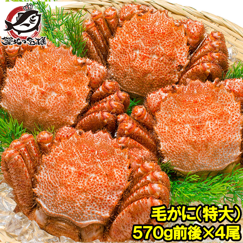 送料無料 特大 毛ガニ 毛蟹 浜茹で毛がに姿 平均570g前後×4尾 ボイル 冷凍 北海道産 最高級 堅蟹 身もカニ味噌もぎっしり！築地の正規品堅ガニ かに カニ 蟹 カニ鍋 かに味噌 築地市場 豊洲市場 おせち 単品おせち ギフト