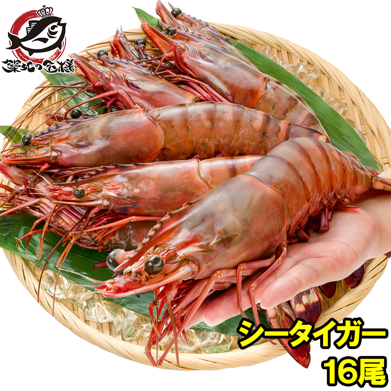 国際ブランド シータイガー 16尾 約30cm 1 5kg 2箱 天然 特大 超特大 エビ えび 海老 加熱用 冷凍 q バーベキュー 冷凍海老 ジャンボ エビフライ 海老フライ 天ぷら 巨大 築地市場 豊洲市場 業務用 ギフトrn うに カニ まぐろなら築地の王様 人気ブランド Www