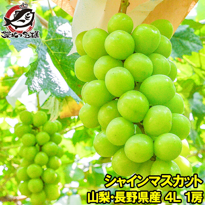 あい　優秀品　種無し巨峰　贈答用　家庭用　4房　山梨　ぶどう 選べる発送年度】新鮮産直甲州市！種なし巨峰 約1.5kg 2～4房
