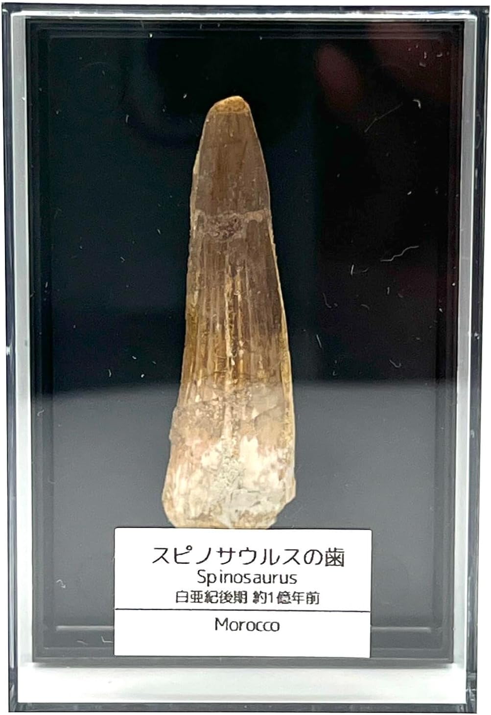 【送料無料】つくしサイエンス スピノサウルスの歯 化石 約50mm 恐竜 本物 白亜紀 モロッコ産【返品・交換保証】