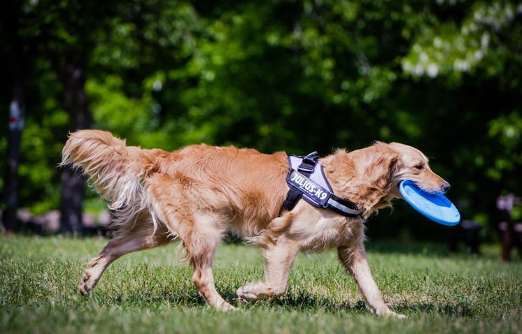 楽天市場 ポイント5倍 抽選でラベルプレゼント中 送料無料 機能性抜群ハーネス Julius K9 ユリウスケーナイン ｉｄｃパワーハーネス Miniサイズ 小 中型犬用サイズ つむぐデザイン