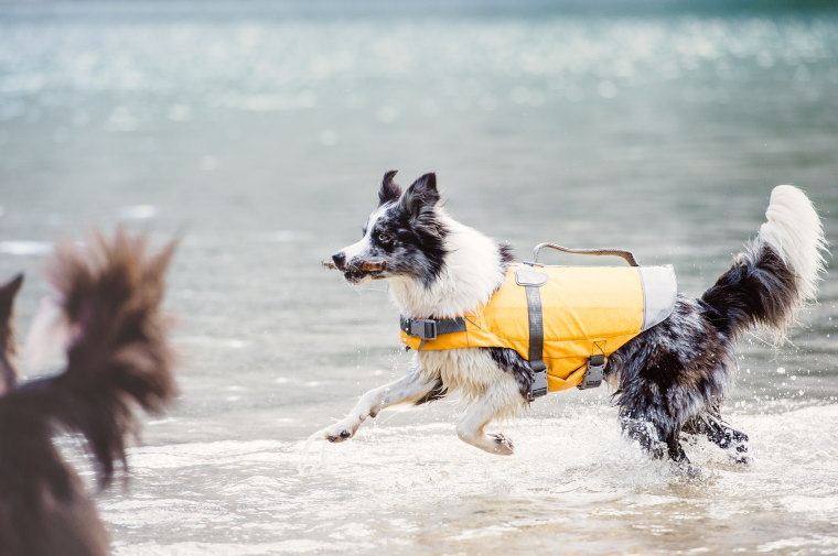 フィンランドのドッグブランドライフジャケット 中大型犬用 送料込