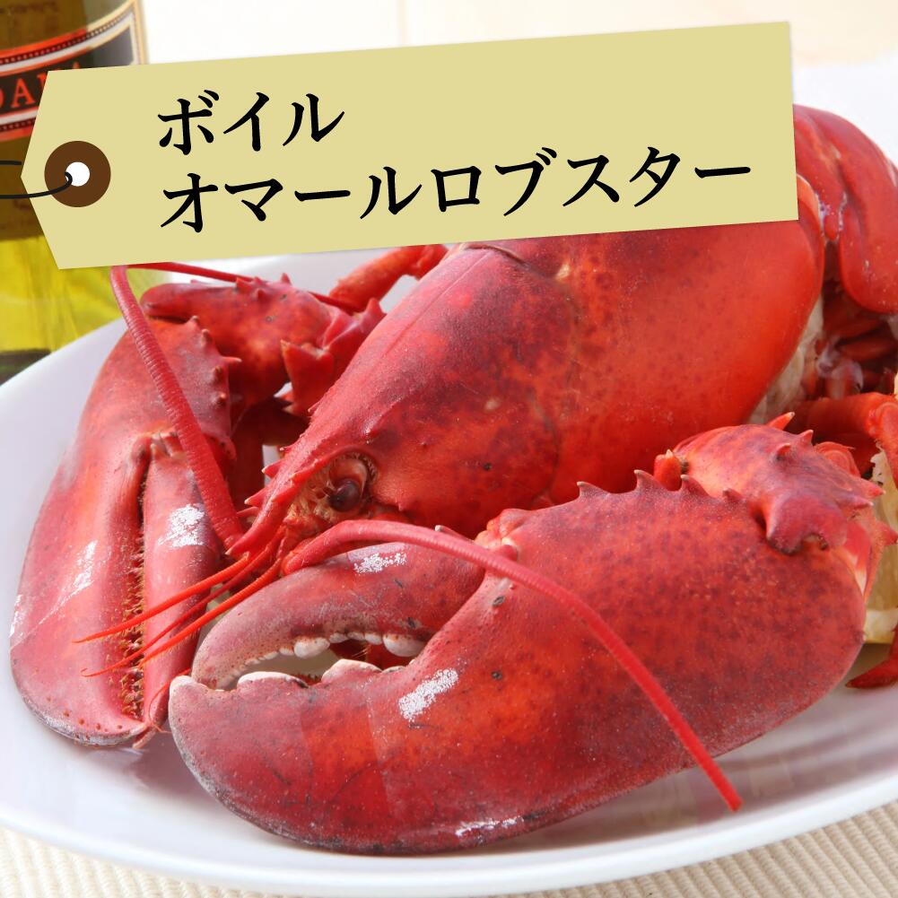 ◆ボイル オマールロブスター（350g）<br><br>冷凍/カナダ直輸入/高級/肉厚/海老/オマール/オマール海老/えび/パーティー /記念日/還暦/お祝い/誕生日/解凍 方法/バーベキュー/お中元