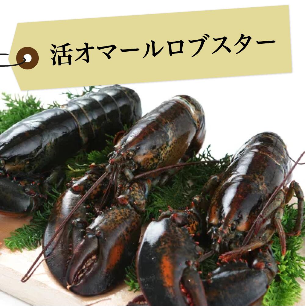 ◆活オマールロブスター<br><br>カナダ直輸入/高級/肉厚/海老/還暦 祝い/バーベキュー/パーティー /記念日/パーティー/おもてなし料理/新鮮/お中元
