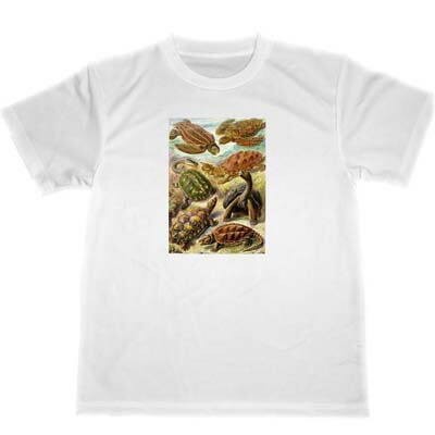 楽天市場】エルンスト ヘッケル ドライ Tシャツ 生物の驚異的な