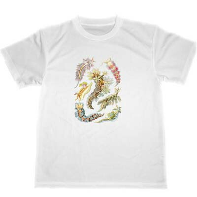 楽天市場】エルンスト ヘッケル ドライ Tシャツ 生物の驚異的な