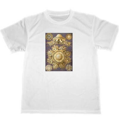 【新品】Ernst Haeckel / Taschen エルンスト・ヘッケル The Art and Science of Ernst Haeckel / Taschen エルンスト