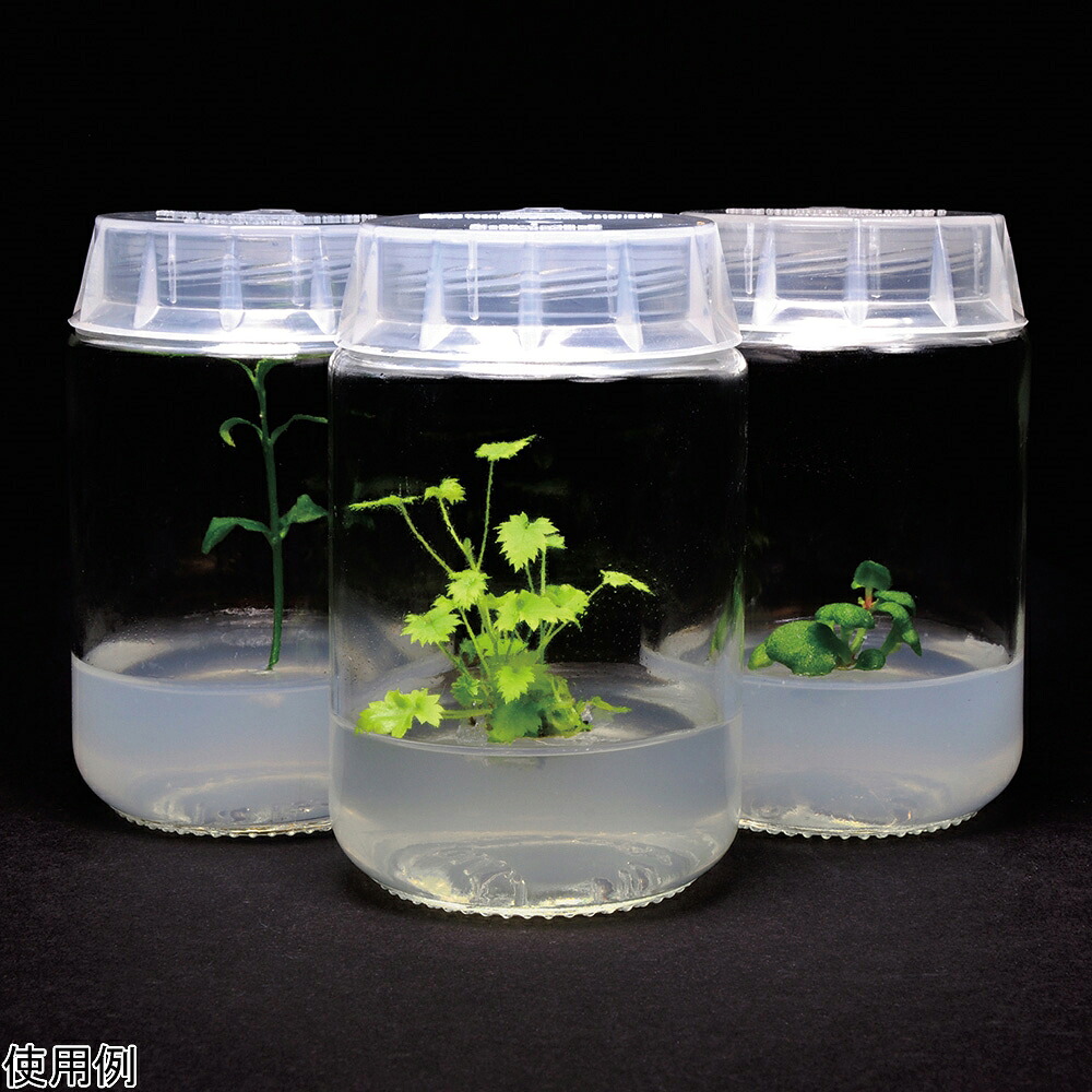 ★ポイント最大16倍★【全国配送可】-植物培養容器 ガラス容器 220mL 100個入 PhytoTechnology　Laboratories、　LLC 型番 C1770-100EA 　JAN 4582619642964 aso 4-4849-01 納期約 3営業日-【医療・研究機器】｜【文具の月島堂】店