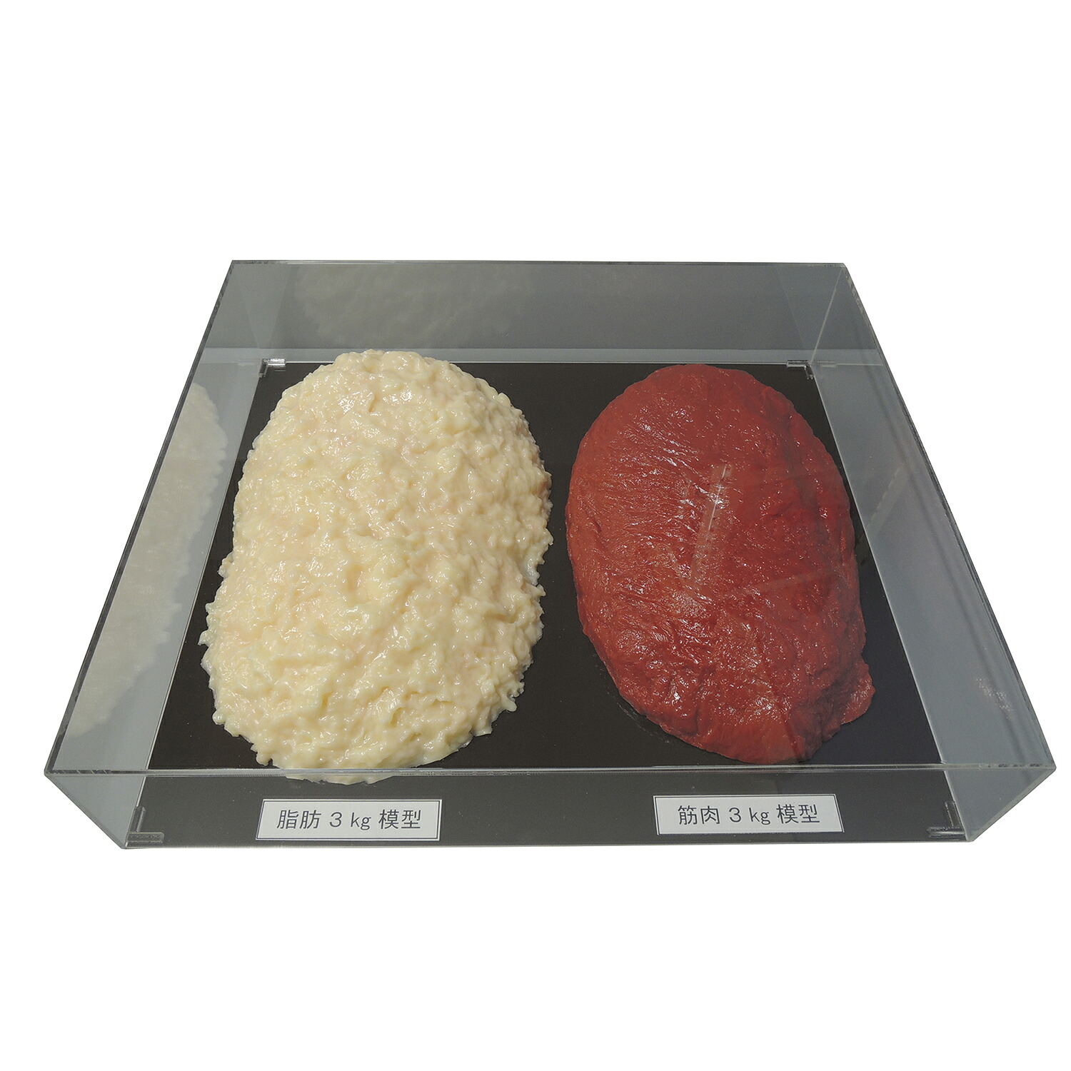 ★ポイント最大16倍★【送料無料】-脂肪／筋肉対比セット（３Ｋｇ） SKT-030(アクリルケースツキ) 品番 my24-8265-03-- 1入り-【ＭＹ医科器機】JAN