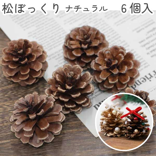 楽天市場】松ぼっくり ナチュラル 5個セット : 京のこびんちゃん本舗