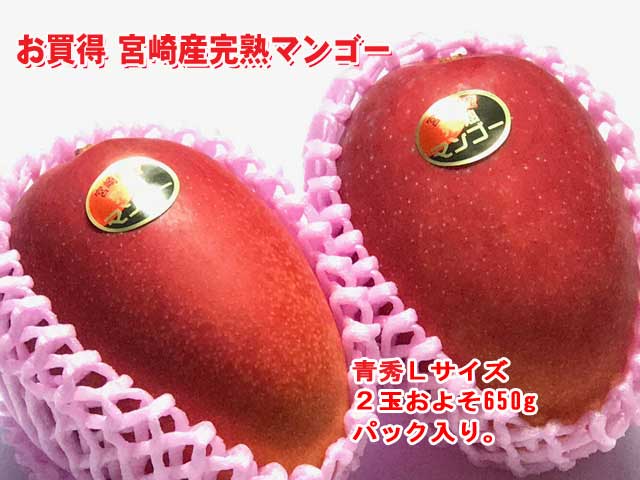 【限定商品】【お買得】<br>【産地直送】<br>宮崎産完熟マンゴー<br>【青秀】Ｌサイズ<br>２玉およそ 650g。<br>化粧箱入り。<br>　宮崎マンゴー<br>