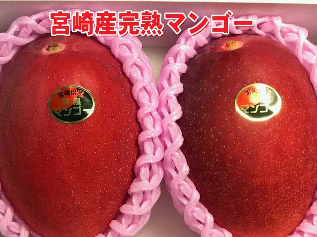 《販売発送中》<br>【限定商品】<br>宮崎産完熟マンゴー<br>【赤秀】２玉およそ1000g。<br>化粧箱入り。<br>御中元　夏ギフト商品　<br>