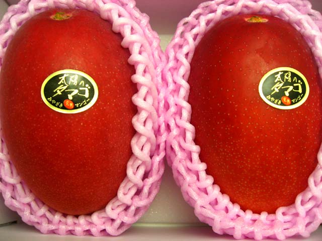 【予約受付商品】<br>［産直宮崎県］<br>太陽のタマゴ<br>宮崎産完熟マンゴー<br>【赤秀】２玉入りおよそ1000g<br> 化粧箱入り。<br>祝母の日　祝父の日　ギフト商品<br>