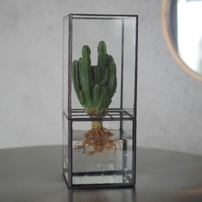 テラリウム 植物 水耕栽培 サボテン グリーンインテリア 多肉植物 ガラスケース 根の見える観葉植物 ディスプレイ おしゃれ 透明 インドアグリーン
