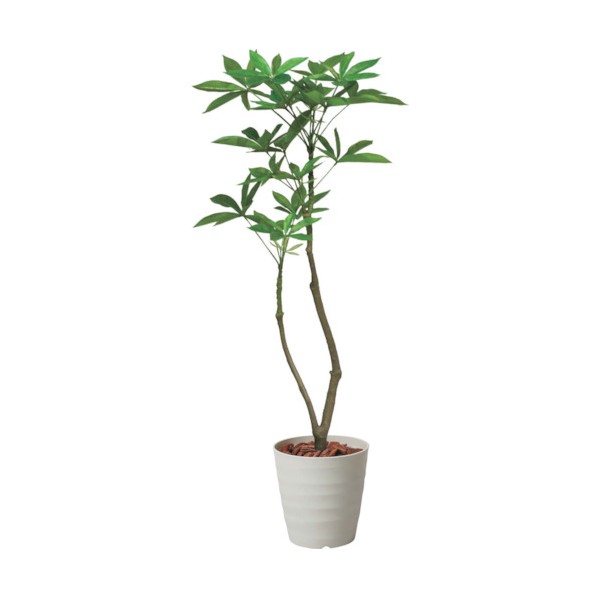 グリーンクロス 120cmパキラポット 全長125cm 6300029211 1点