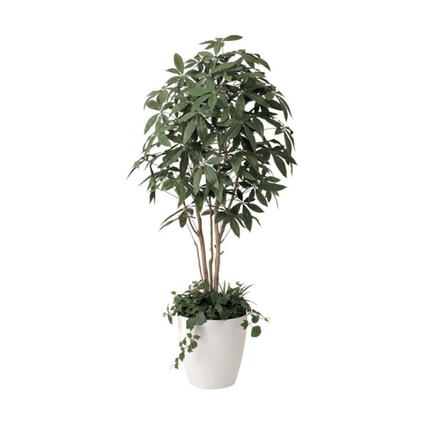 グリーンクロス パキラ 1.8m植栽付 6300029276 1点｜DIY FACTORY ONLINE SHOP