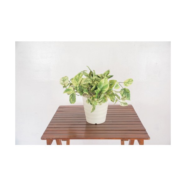 ※法人専用品※グリーンクロス 人工樹木/人工観葉植物 ポトス 6300028771 1点｜DIY FACTORY ONLINE SHOP