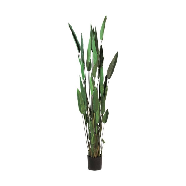 芥子 カンナ 全長200糎 幅55糎 鉢φ20cm×H17糎 GLP-1513 1本