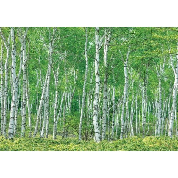 サンゲツ デジタルプリント壁紙 リザーブ（HIGH GRAFICA）風景写真 八千穂高原白樺林（おうち森林浴）Mサイズ（3巾） W2700mm×H1875mm HZ-7001M 1セット