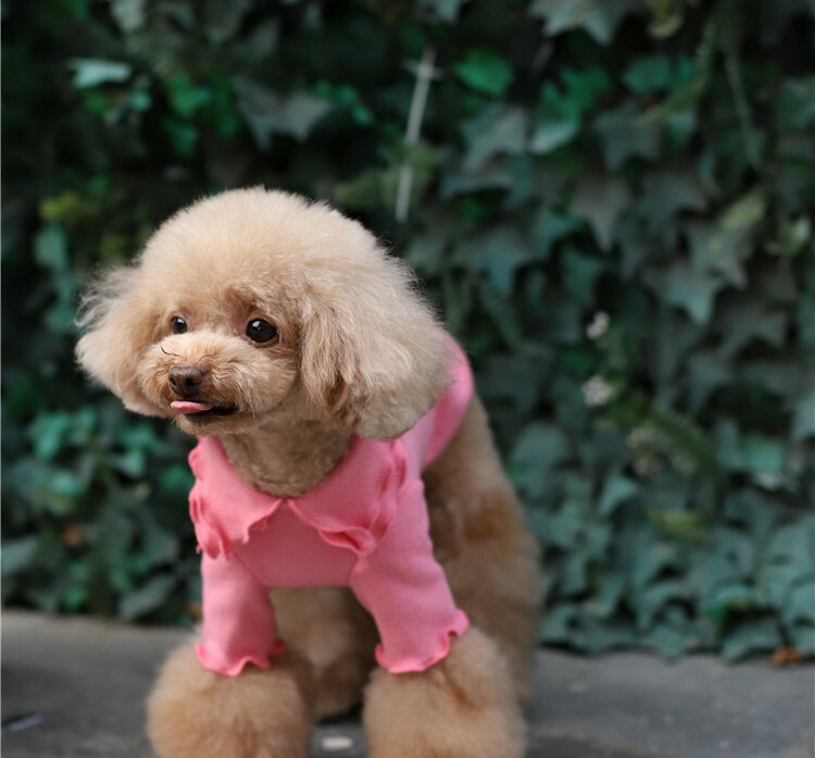 売り尽 台湾発 日本未入荷 大人気 ストリート Fyp 犬ｔシャツ 送料込 送料無料 Sunshinestrawco Com