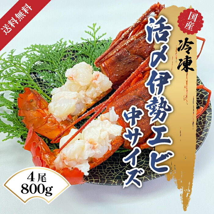 送料無料 活〆冷凍 鮮度 伊勢海老 3尾～４尾 800g 中サイズ 国産 敬老の日 贈答用 三重 伊勢海老 伊勢海老殻付き 伊勢海老 お取り寄せ ギフト ご当地 送料無料 通販 えび 日本 国産 三重県 鮮度 簡単 冷凍保存 伊勢エビ まるごと 殻付き BBQ 結婚式 縁起物 ボイル 蒸し 揚げ｜海産物卸売　ケイエフエス 7,490円