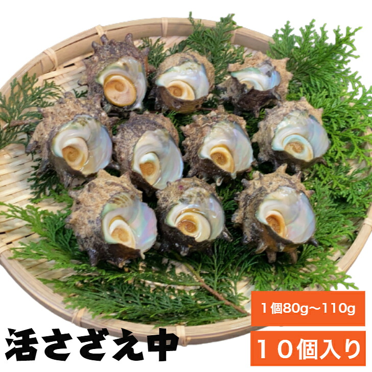 【楽天市場】国産 三重県産 天然 サザエ 天然サザエ 活さざえ中 10個 1kg 1個80g～110g 活サザエ 刺身 つぼ焼き 栄螺 さざえ ...
