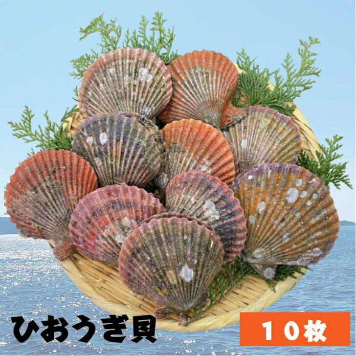 ひおうぎ貝.105ミリ musubi-ichiba_oims003