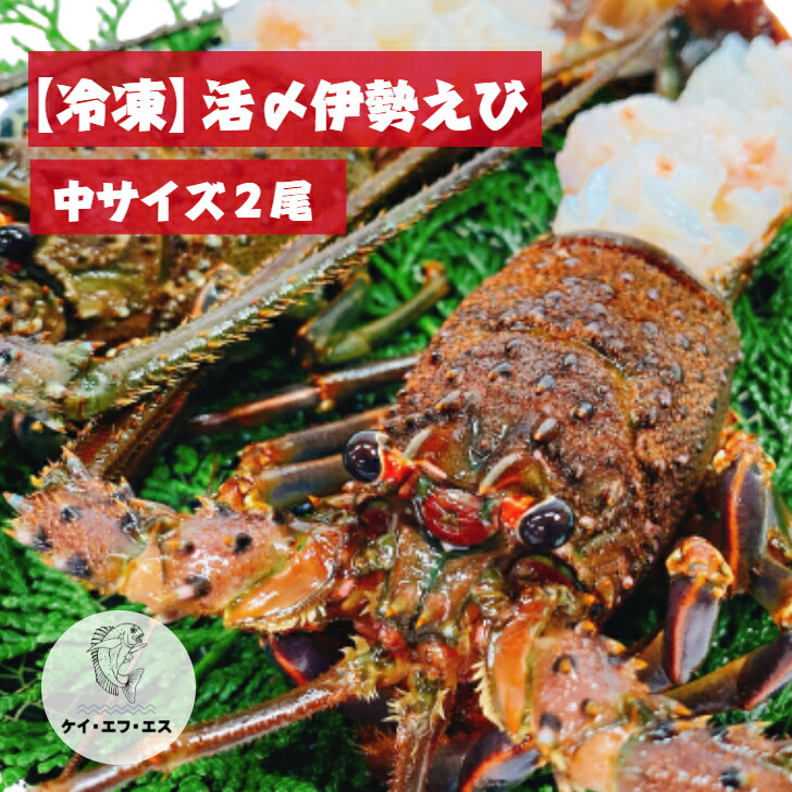 【活〆冷凍 伊勢海老】 国産伊勢海老 伊勢海老殻付き 通販 えび 日本 国産 三重県 2尾 700g 鮮度 簡単 さばき方 旬 冷凍保存 うまい 値段 名産地 縁起物 ホイル レシピ 浜焼き 海老 伊勢 イセエビ 伊勢エビ いせえび お取り寄せ 贈答用 ギフト ご当地 送料無料 父の日 母の日