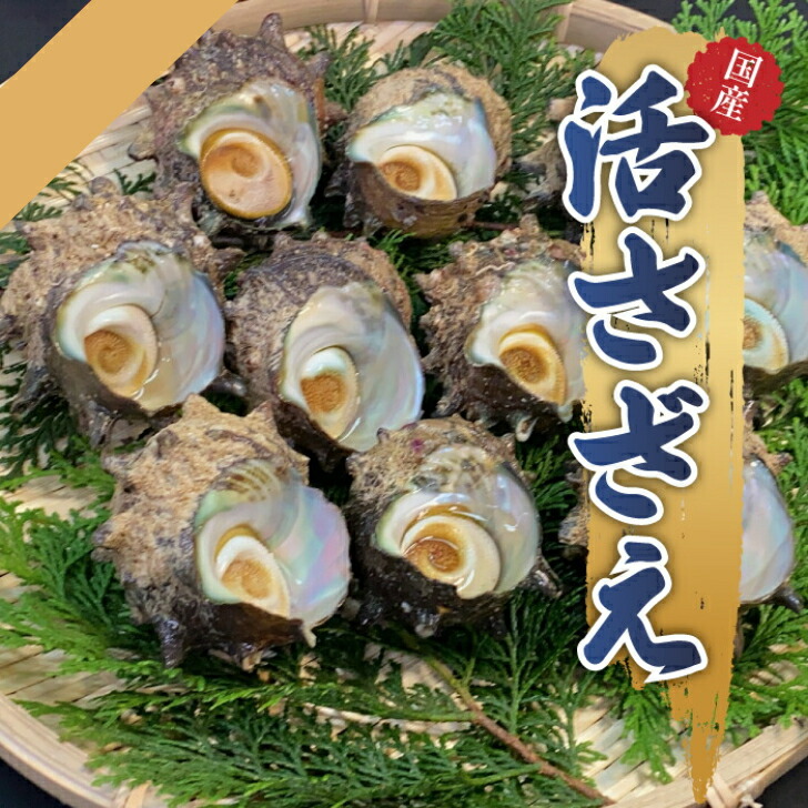 【楽天市場】敬老の日 お中元 海鮮 プレゼント 京都府 天然 サザエ 天然サザエ 活き サザエ中 10個 1kg 1個90g〜110g 活サザエ おいしいギフト プレゼント 贈り物 お取り寄せ 自宅用 家庭用 安心 おつまみ 日本酒 刺身 つぼ焼き 栄螺 さざえ 磯の香 貝 栄養 貝類 海鮮 魚介類 BBQ 国産:海産物卸売 ケイエフエス
