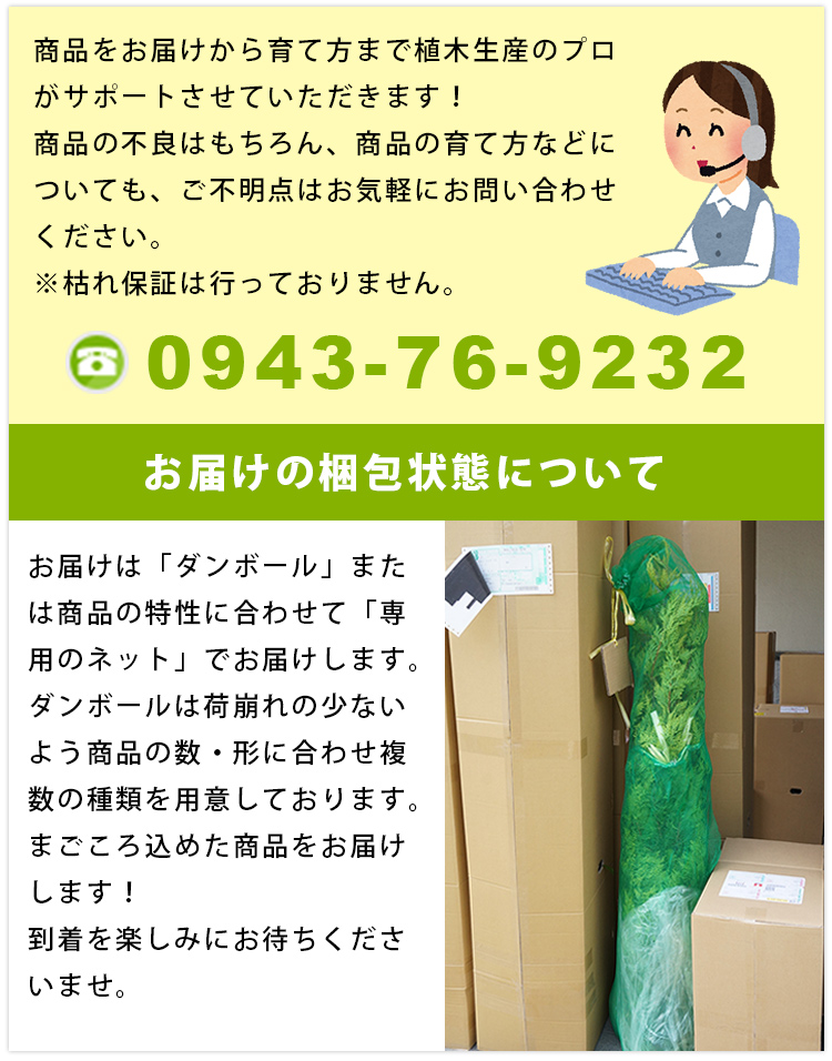 □送料無料□ オレンジ・不知火（ポット） 苗木 ポット苗 1本で実が
