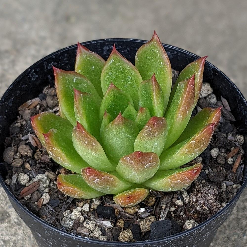楽天市場】パープソルム 7.5cmポット 多肉植物 エケベリア Echeveria