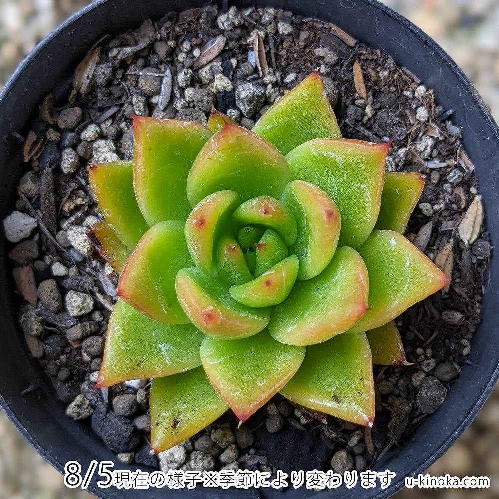 楽天市場 シンライ 7 5cmポット エケベリア Echeveria 福岡県産 多肉植物 多肉 観葉植物 インテリアグリーン 寄せ植えに まとめ買い がお得 季の香 きのか
