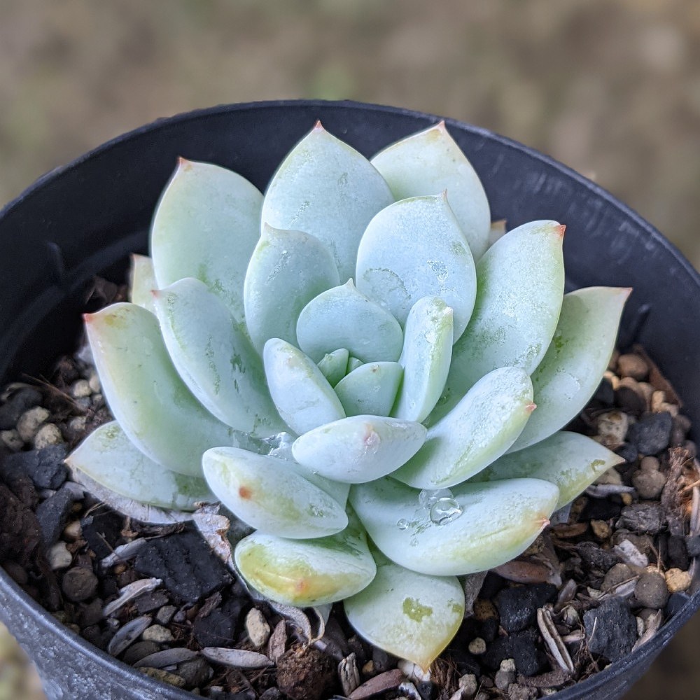 残1 ෆ˚*感謝セールෆ˚* ブルーアイス 1苗 抜き苗 寄せ植え 多肉植物 残1 ෆ˚*感謝セールෆ˚* ブルーアイス 1苗 抜き苗 寄せ植え 多肉