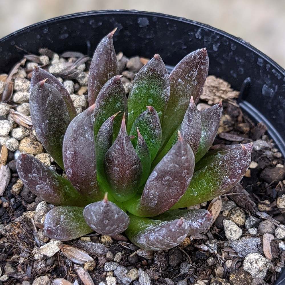 楽天市場 ヒマツリ 火祭り 7 5cmポット クラッスラ Crassula Capitella Ssp Thyrsifolia Flame 福岡県産 多肉植物 多肉 観葉植物 インテリアグリーン 寄せ植えに まとめ買いがお得 季の香 きのか