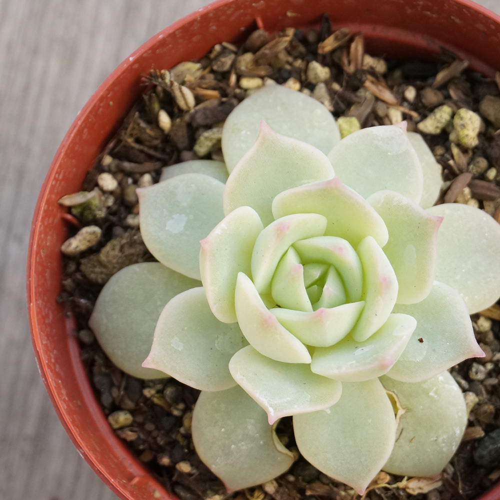 楽天市場 ファンクイーン 7 5cmポット エケベリア Echeveria Fun Queen 福岡県産 多肉植物 多肉 観葉植物 インテリアグリーン 寄せ植えに まとめ買いがお得 季の香 きのか