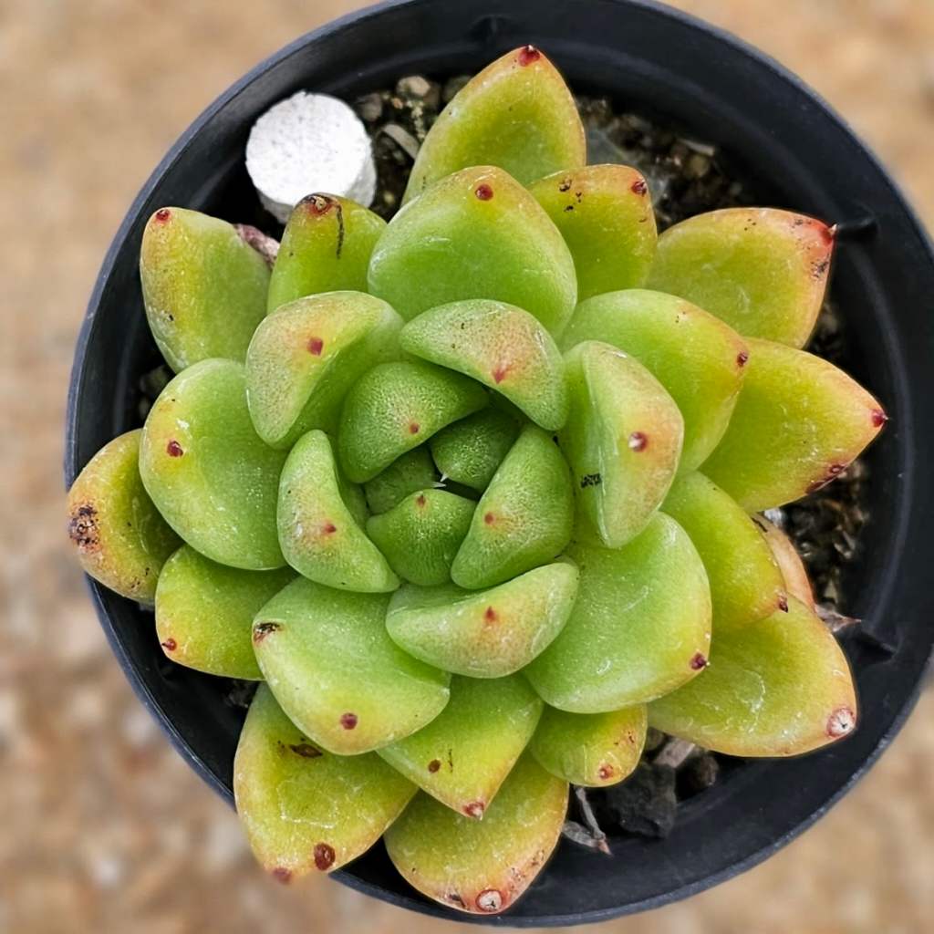 確認用　艶美人錦　多肉植物　パキフィツム 楽天市場】月下美人錦（ゲッカビジンニシキ） パキフィツム属 多肉植物