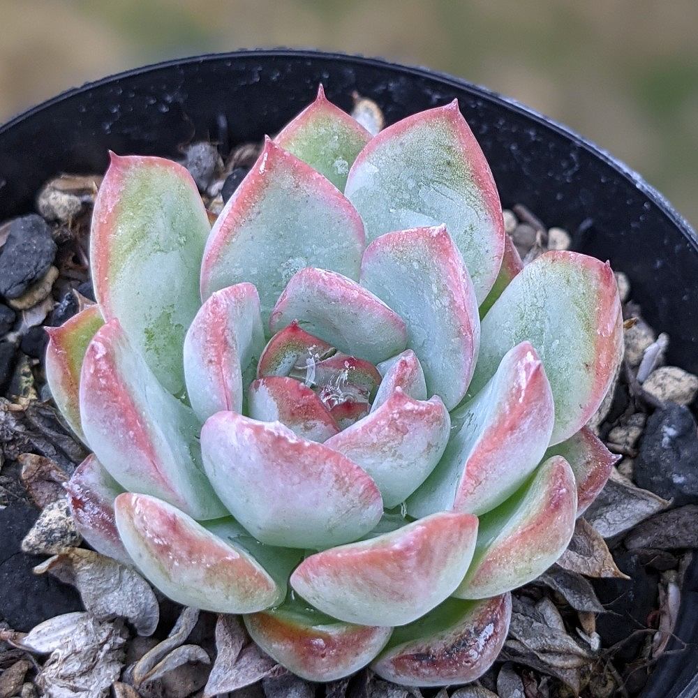 楽天市場】ブルーアイス 7.5cmポット 多肉植物 エケベリア Echeveria