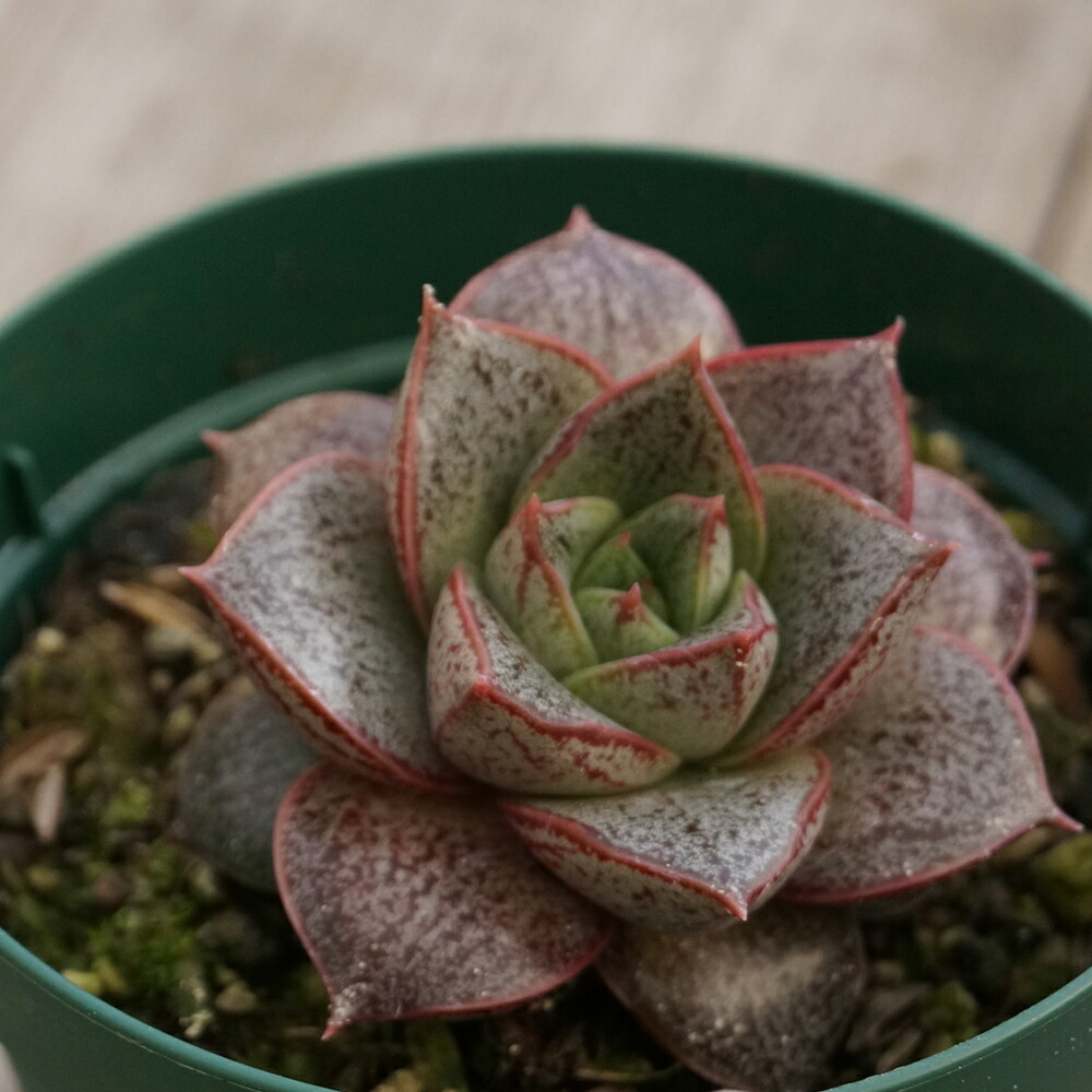 楽天市場 ヤマトニシキ 大和錦 ディオニソス 7 5cmポット エケベリア Echeveria Dionysos 流通種 別名 青大和 福岡県産 多肉植物 多肉 観葉植物 インテリアグリーン 寄せ植えに まとめ買いがお得 季の香 きのか