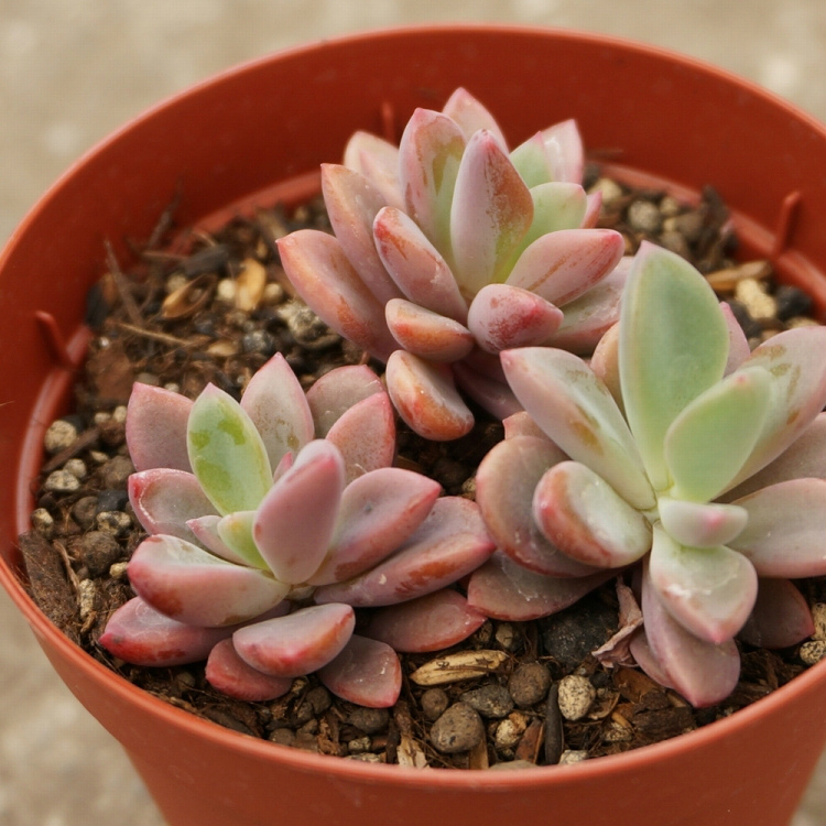 楽天市場 レズリー 7 5cmポット エケベリア Echeveria Cv Rezry 福岡県産 多肉植物 多肉 観葉植物 インテリアグリーン 寄せ植えに まとめ買いがお得 季の香 きのか