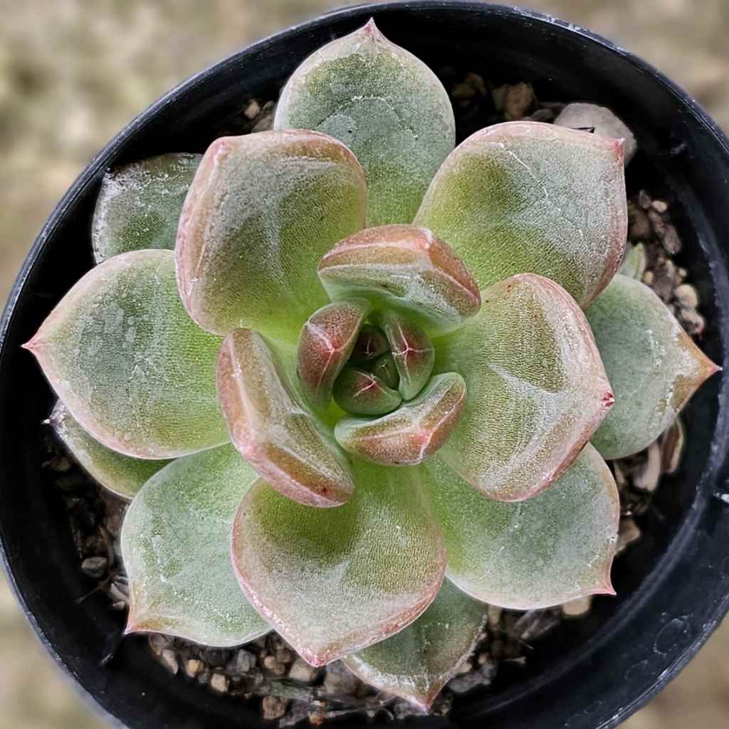 楽天市場】ムラサキ（デビー） 7.5cmポット 多肉植物 グラプトベリア