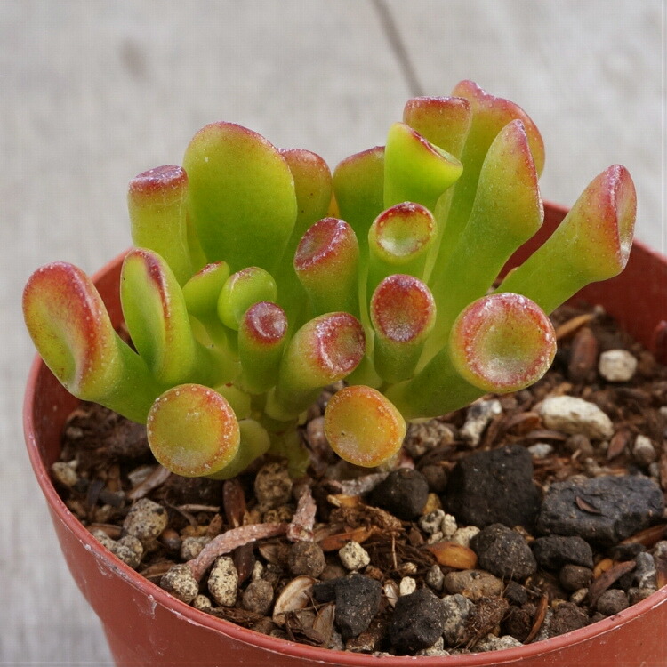 楽天市場 ゴーラム 7 5cmポット クラッスラ Crassula Portulacea F Monstrosa 福岡県産 多肉植物 多肉 観葉植物 インテリアグリーン 寄せ植えに まとめ買いがお得 季の香 きのか