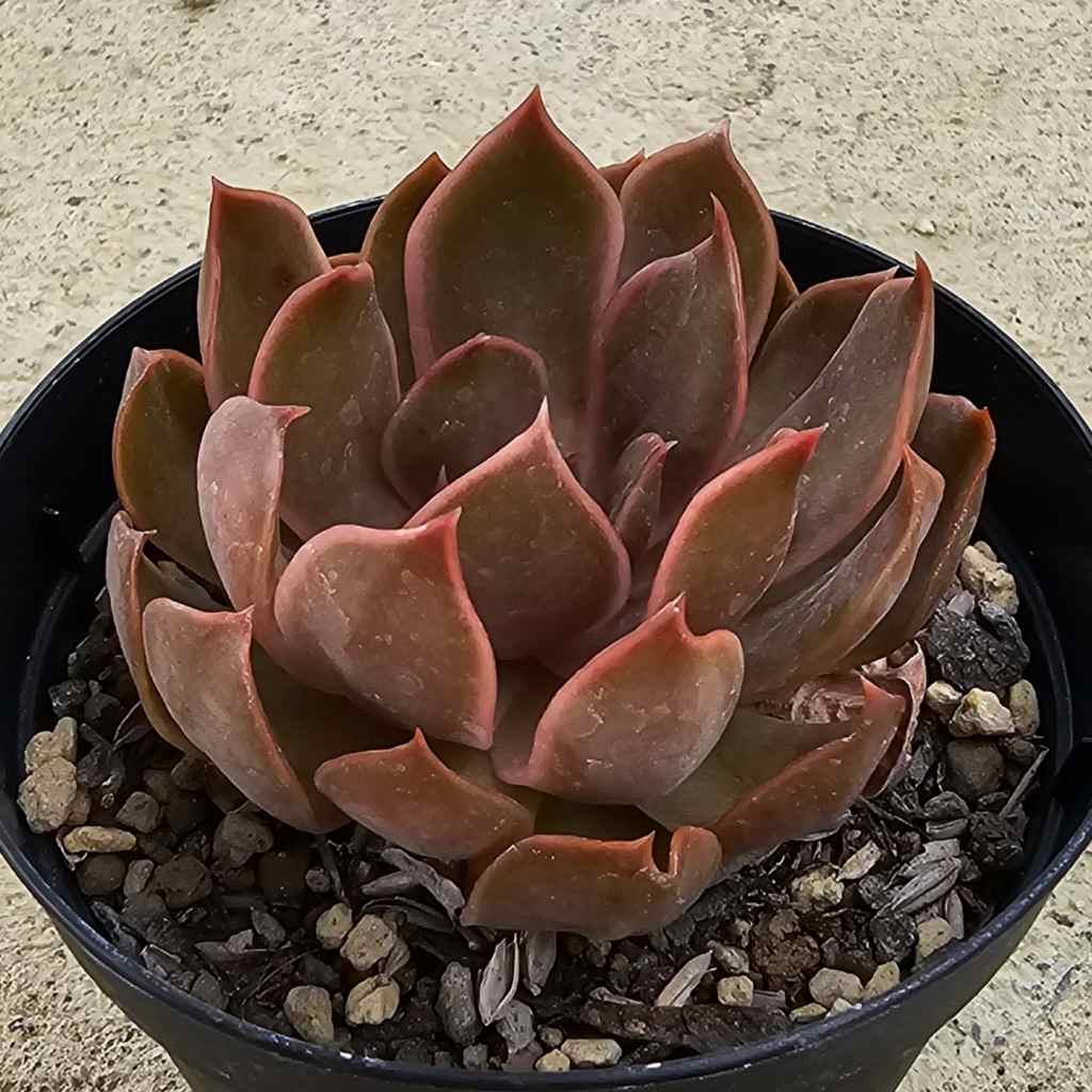 セイレン 7.5cmポット 多肉植物 エケベリア Echeveria 福岡県産 多肉 観葉植物 インテリアグリーン 寄せ植えに （まとめ買いがお得♪）画像