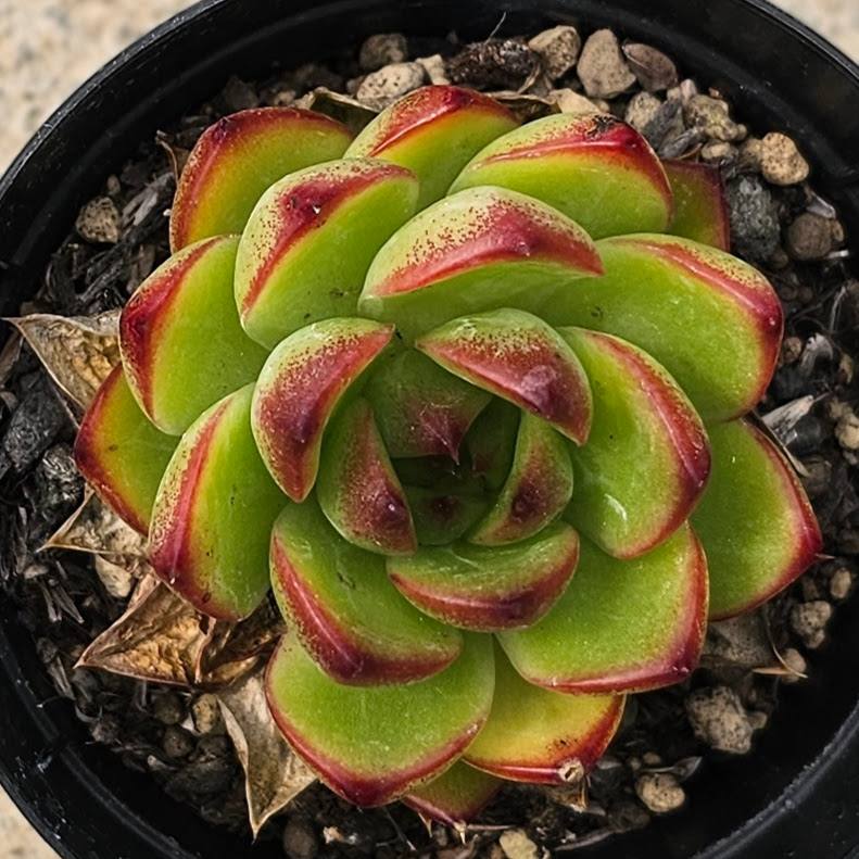 多肉♥️コンパクツム♥️3カット苗♥️ 彫刻のような多肉植物！パキフィツム属『コンパクツム』の基本