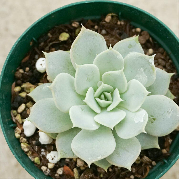 楽天市場 リラ 7 5cmポット エケベリア Echeveria Lila 福岡県産 多肉植物 多肉 観葉植物 インテリアグリーン 寄せ植えに まとめ買いがお得 季の香 きのか