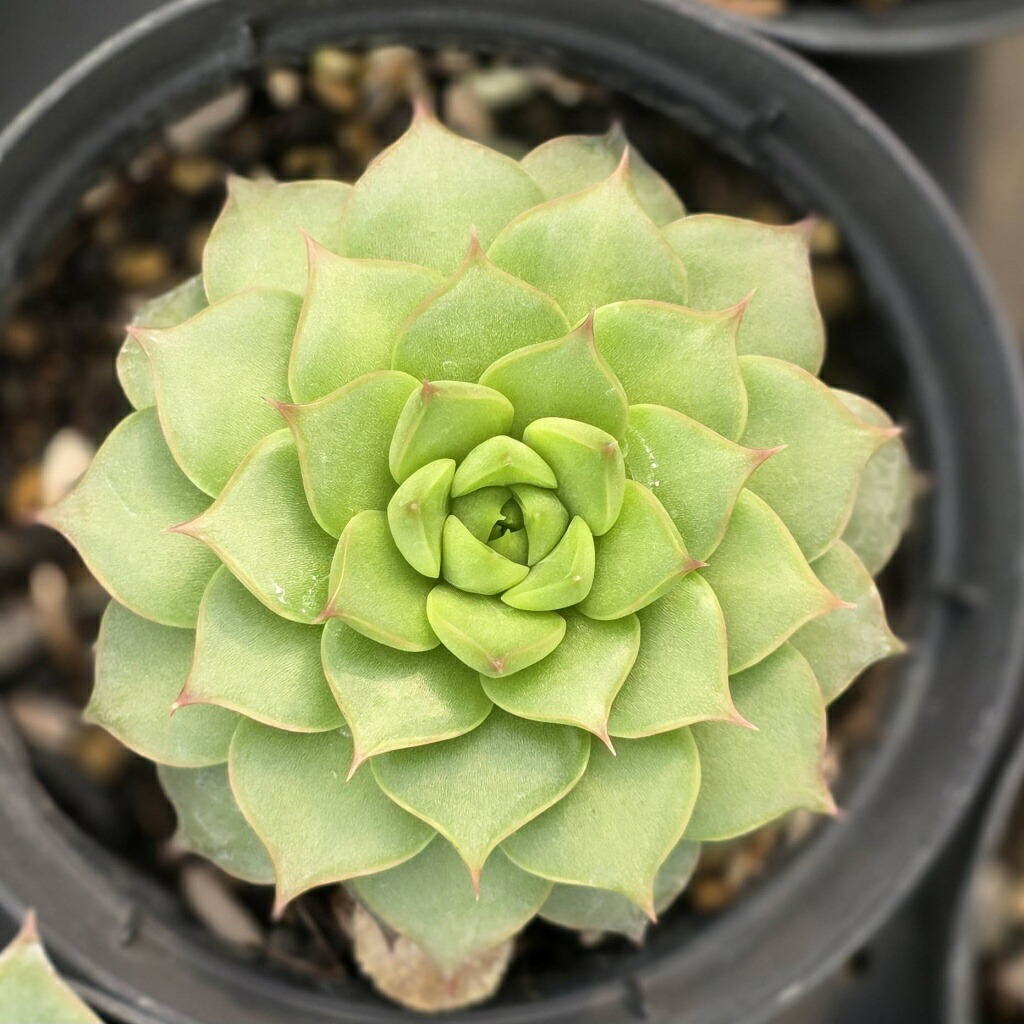 楽天市場】多肉植物【トップシータービー】(多肉 植物 販売