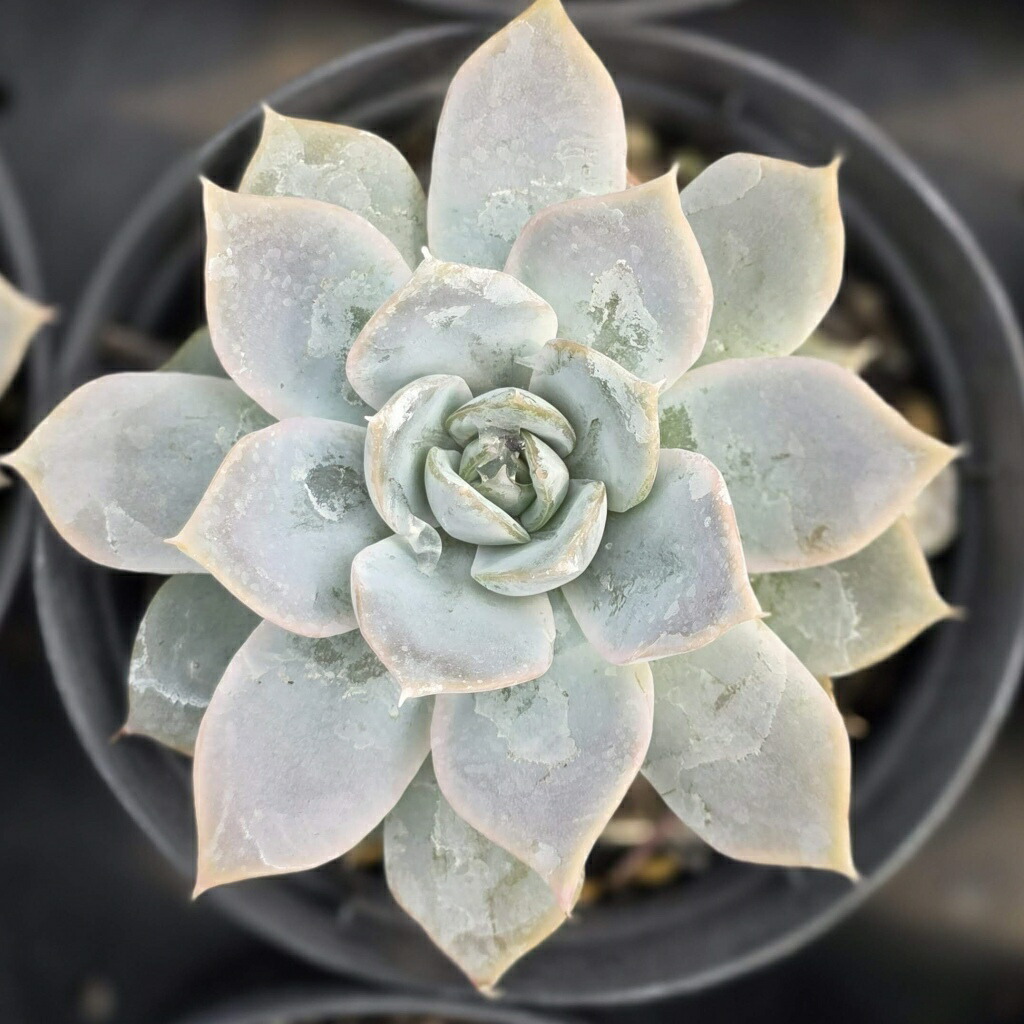 楽天市場】多肉植物 エケベリア サブセシリス 10.5cmポット 観葉