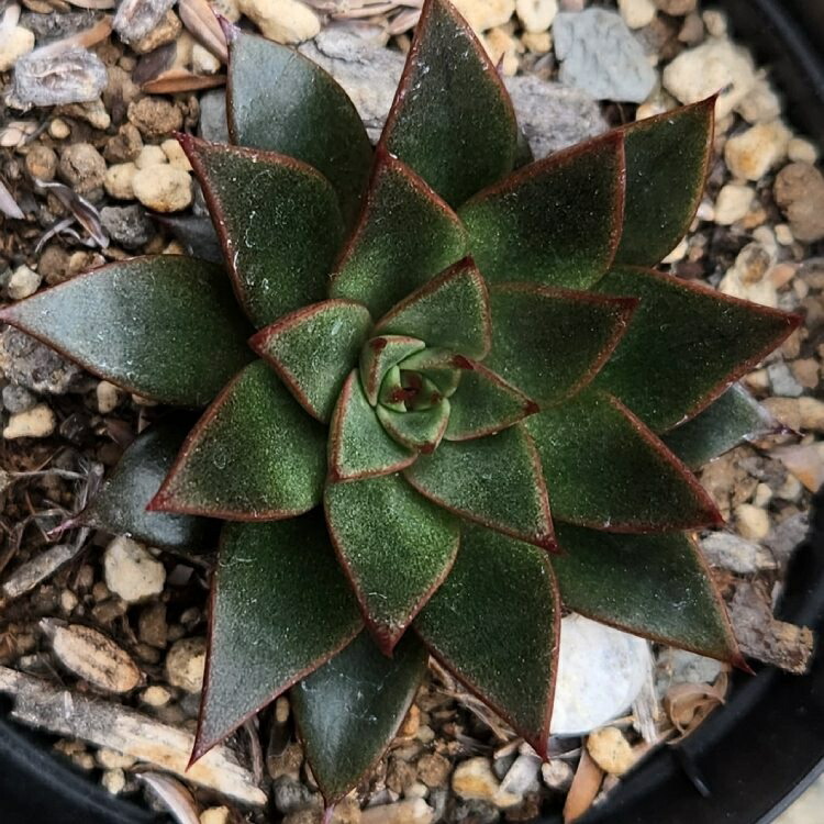 楽天市場】ブルーアイス 7.5cmポット 多肉植物 エケベリア Echeveria